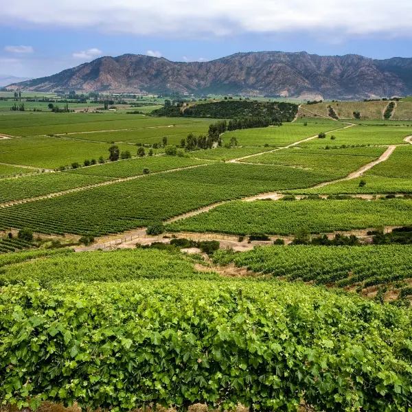Chile & Peru - From Vineyards to Machu Picchu